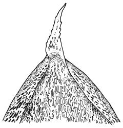 Pulchrinodus inflatus, leaf apex. Drawn from A.J. Fife 11139, CHR 515101.
 Image: R.C. Wagstaff © Landcare Research 2017 